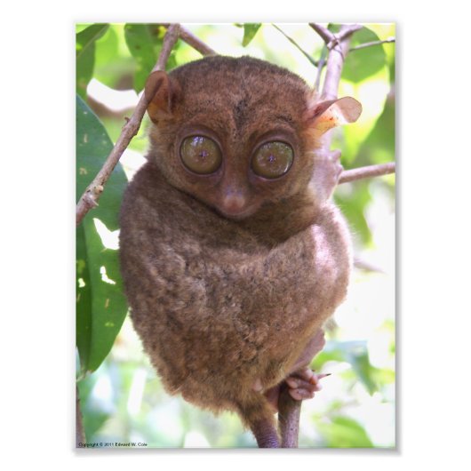 Philippine Tarsier-foto Foto Afdruk (Voorkant)