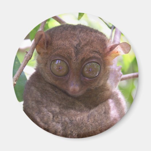 Philippine Tarsier Magneet (Voorkant)
