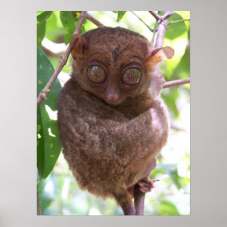 Philippine Tarsier Print