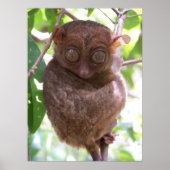 Philippine Tarsier Print (Voorkant)