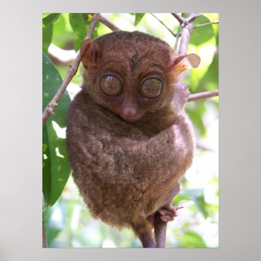 Philippine Tarsier Print (Voorkant)