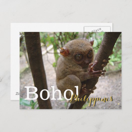Philippine Tarsier uit Bohol Briefkaart (Voorkant / Achterkant)
