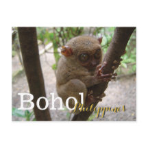 Philippine Tarsier uit Bohol