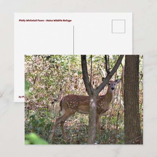 Philly Whitetail Fawn Briefkaart (Voorkant / Achterkant)
