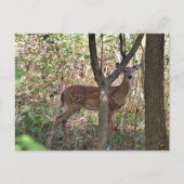 Philly Whitetail Fawn Briefkaart (Voorkant)