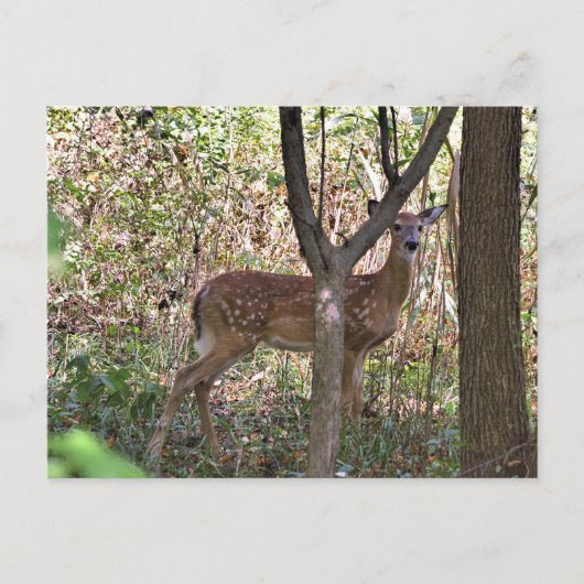 Philly Whitetail Fawn Briefkaart (Voorkant)