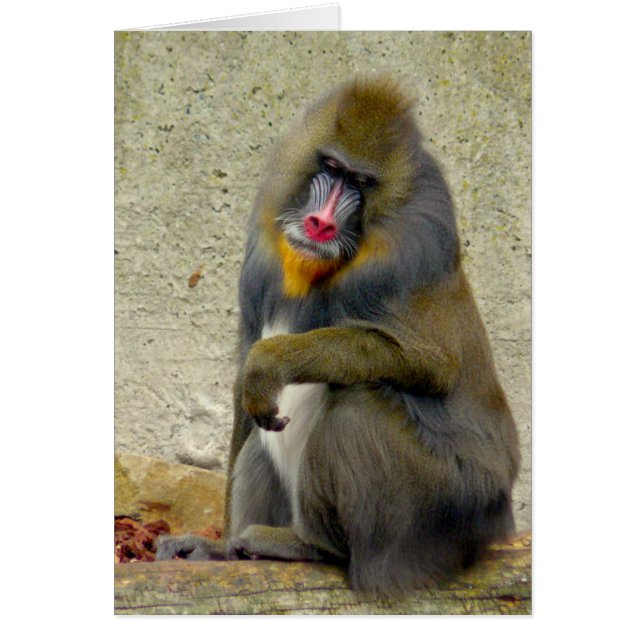 Philosopher (Voorkant)