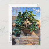 Phipps Conservatory Bonsai Tree Briefkaart (Voorkant / Achterkant)