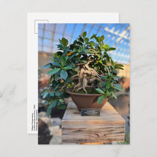 Phipps Conservatory Bonsai Tree Briefkaart (Voorkant / Achterkant)