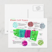 Phloem Xylem Sclerenchyma Collenchyma Leaf Briefkaart (Voorkant / Achterkant)
