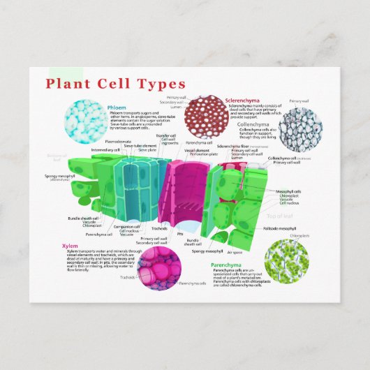 Phloem Xylem Sclerenchyma Collenchyma Leaf Briefkaart (Voorkant)