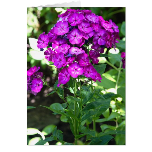 Phlox (Voorkant)