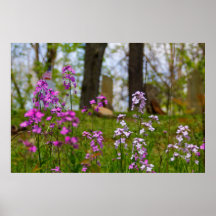 Phlox bij een begraafplaats