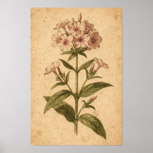 Phlox botanische print (Voorkant)