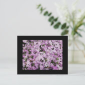 Phlox Briefkaart (Staand voorkant)