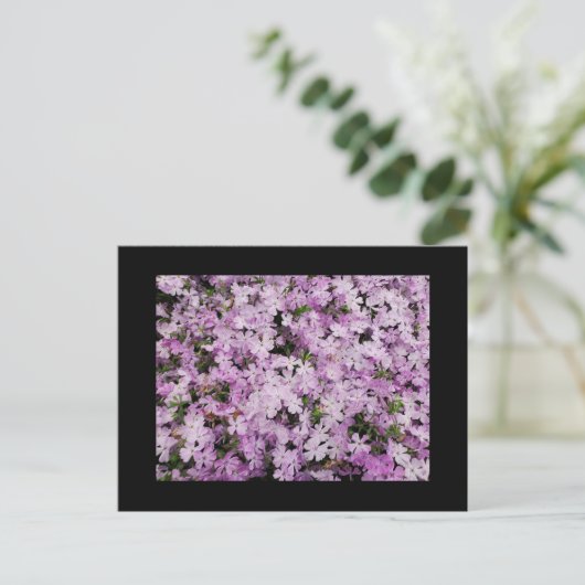 Phlox Briefkaart (Staand voorkant)