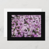 Phlox Briefkaart (Voorkant / Achterkant)