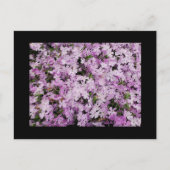 Phlox Briefkaart (Voorkant)