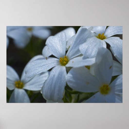 Phlox Close-up Poster (Voorkant)