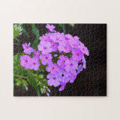 Phlox "David's Lavender" Legpuzzel (Horizontaal)