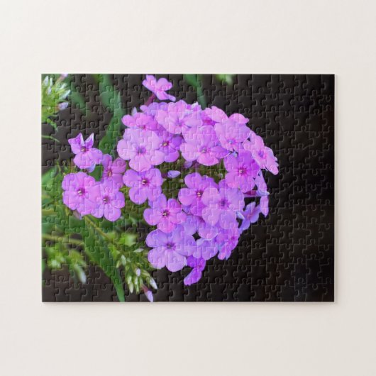 Phlox "David's Lavender" Legpuzzel (Horizontaal)