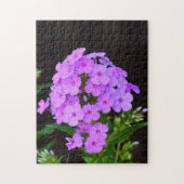 Phlox "David's Lavender" Legpuzzel (Verticaal)
