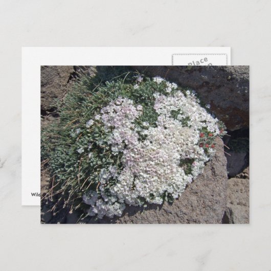 Phlox diffusa briefkaart (Voorkant / Achterkant)