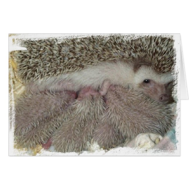 Phlox en Babies (Voorkant Horizontaal)