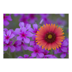 Phlox en Indian Blanket bij Devine Texas Foto Afdruk