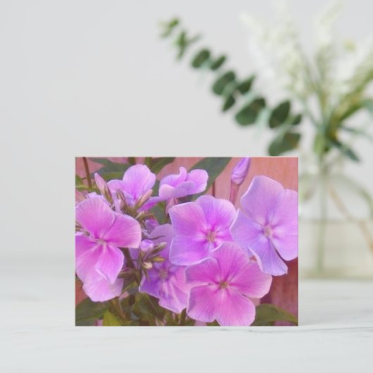 Phlox Floral Briefkaart (Staand voorkant)