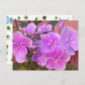 Phlox Floral Briefkaart (Voorkant / Achterkant)
