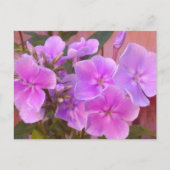 Phlox Floral Briefkaart (Voorkant)