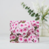 Phlox. Friary Gardens, Cardiff, Wales. Briefkaart (Staand voorkant)