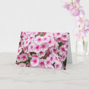 Phlox. Friary Gardens, Cardiff, Wales. Kaart