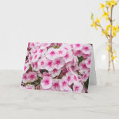 Phlox. Friary Gardens, Cardiff, Wales. Kaart (Gele Bloem)