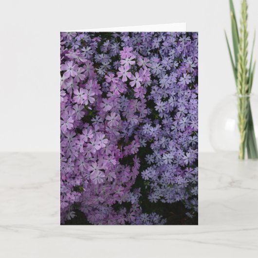 Phlox in overvloed kaart (Voorkant)