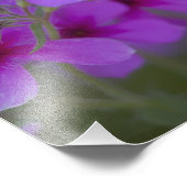 Phlox & Indian Blanket near Devine Texas Foto Afdruk (Hoek)