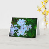Phlox, Kaart (Gele Bloem)