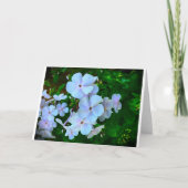 Phlox, Kaart (Voorkant)