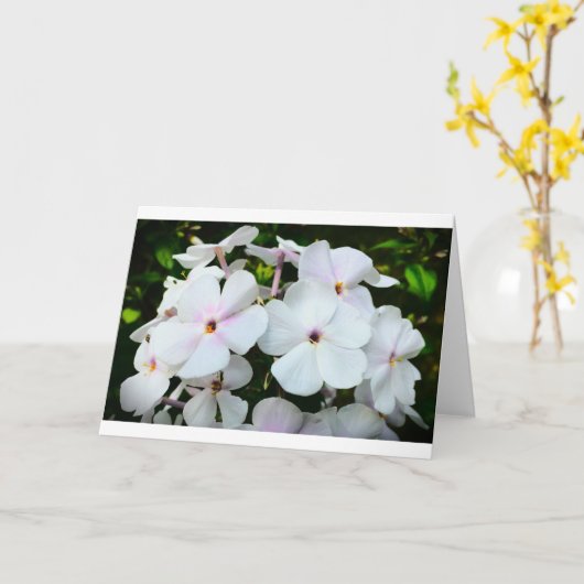 Phlox, Kaart (Gele Bloem)