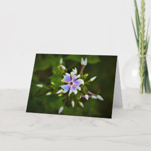 Phlox-kaart Kaart