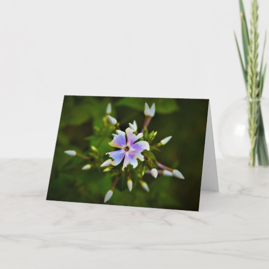Phlox-kaart Kaart (Voorkant)