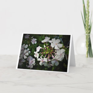 Phlox-kaart Kaart