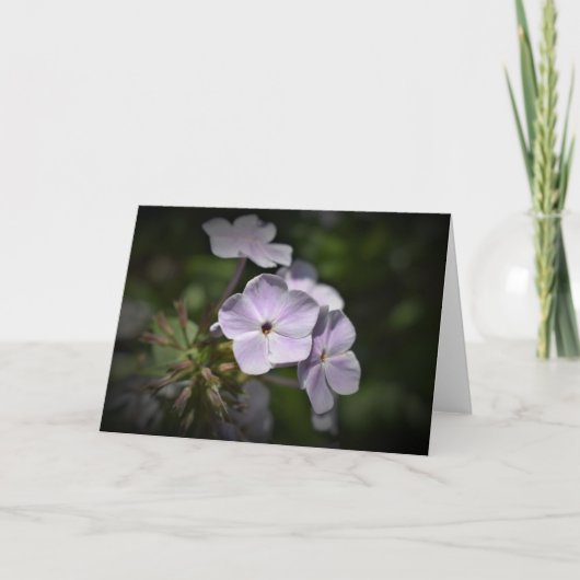 Phlox-kaart Kaart (Voorkant)
