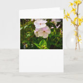 Phlox-kaart Kaart (Gele Bloem)