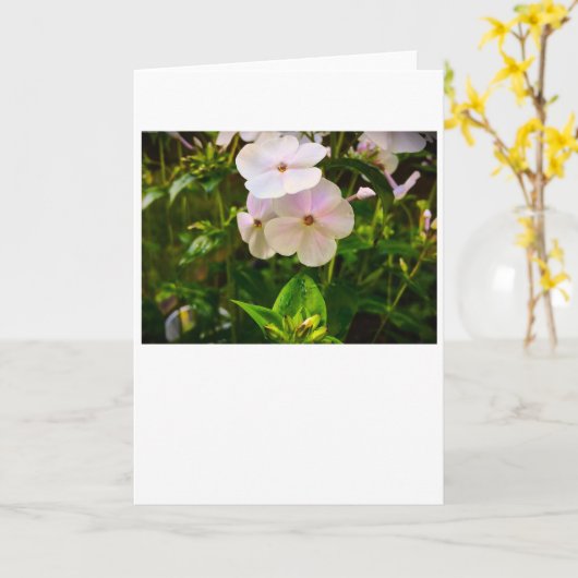 Phlox-kaart Kaart (Gele Bloem)