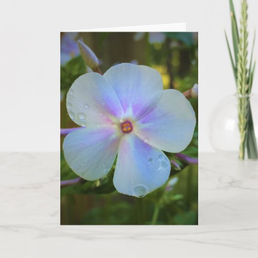 Phlox-kaart Kaart (Voorkant)