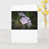 Phlox-kaart Kaart (Gele Bloem)