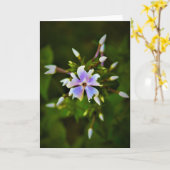 Phlox-kaart Kaart (Gele Bloem)
