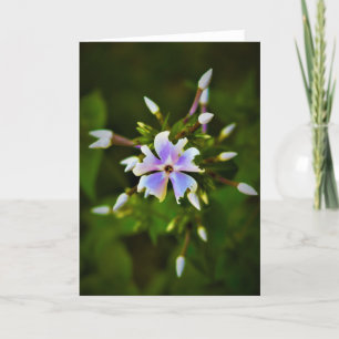 Phlox-kaart Kaart